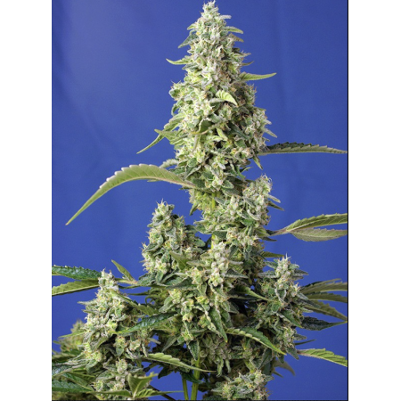 Gorilla Girl XL Auto
